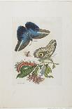 Blue Butterflies and Red Larva, Blue Spines, C. 1705-1717-Maria Sibylla Graff Merian-Giclee Print