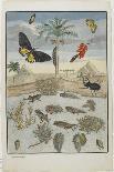 Sphinx Moth, Larva, Pupa, and Flower, 1705-1771-Maria Sibylla Graff Merian-Framed Giclee Print