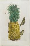 Mature Pineapple with Butterflies, 1705-1771-Maria Sibylla Graff Merian-Giclee Print