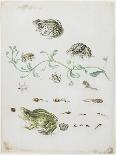 Blue Butterflies and Red Larva, Blue Spines, C. 1705-1717-Maria Sibylla Graff Merian-Giclee Print
