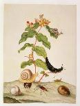 No.1146C Hypericum Baxiforum with Snails and a Beetle, 1695-Maria Sibylla Graff Merian-Framed Giclee Print