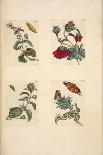 No.1146C Hypericum Baxiforum with Snails and a Beetle, 1695-Maria Sibylla Graff Merian-Framed Giclee Print