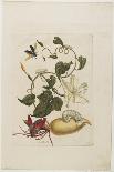 Insects and Fish with Island Background, 1705-1771-Maria Sibylla Graff Merian-Giclee Print