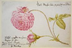 Album Sheet with a Rose, 1675-Maria Sibylla Merian-Giclee Print