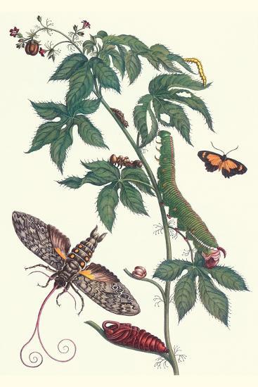 Art Print, , large