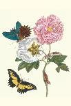 Cotton Rose Mallow with a Queen Swallowtail-Maria Sibylla Merian-Art Print