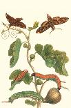 Cherry Pepper and Tobacco Hornworm with Five Spotted Hawkmoth-Maria Sibylla Merian-Art Print