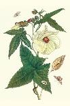Cherry Pepper and Tobacco Hornworm with Five Spotted Hawkmoth-Maria Sibylla Merian-Art Print