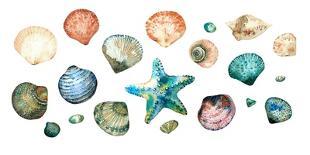 Collection of Seashells in Style Doodle and Abstract Hand-Painted with Watercolors Isolated on Whit-Maria Tishchenko-Photographic Print