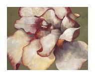 Pink Begonia-Maria Torróntegui-Framed Giclee Print
