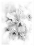 Flower 05-Maria Trad-Giclee Print