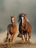 Two Wild Chestnut Horses Running Together in Dust, Front View-mariait-Stretched Canvas