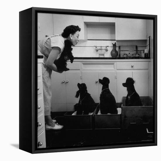 Marian Elliott, Dog Sitting Four French Poodles-Leonard Mccombe-Framed Premier Image Canvas