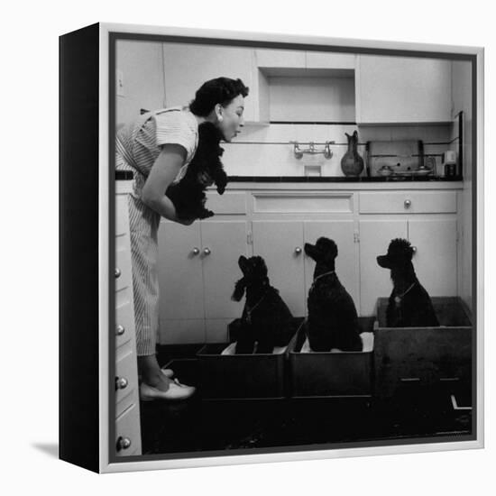 Marian Elliott, Dog Sitting Four French Poodles-Leonard Mccombe-Framed Premier Image Canvas