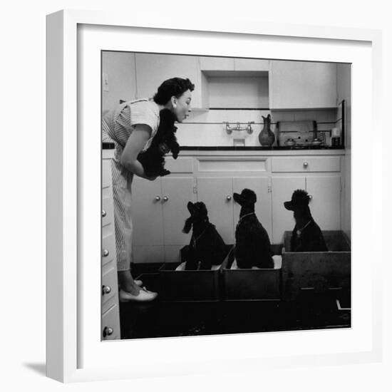 Marian Elliott, Dog Sitting Four French Poodles-Leonard Mccombe-Framed Photographic Print