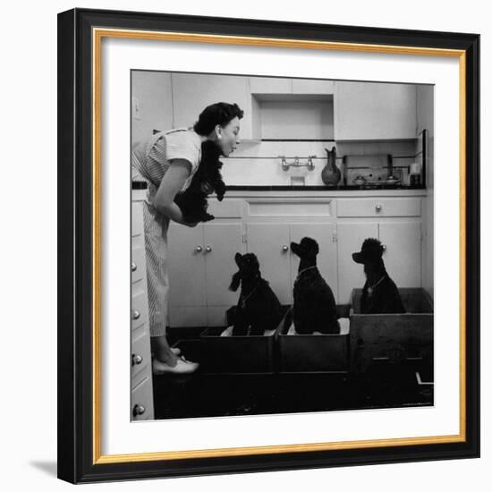 Marian Elliott, Dog Sitting Four French Poodles-Leonard Mccombe-Framed Photographic Print