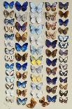 Sixty-Seven Lepidoptera, in Five Columns, Mostly Butterflies-Marian Ellis Rowan-Framed Giclee Print