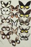 Twenty-two butterflies, all belonging to the family Nymphalidae-Marian Ellis Rowan-Giclee Print