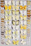 Sixty-Seven Lepidoptera, in Five Columns, Mostly Butterflies-Marian Ellis Rowan-Framed Giclee Print