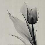 Tulip-Marianne Haas-Mounted Art Print