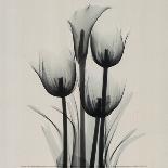 Tulips and Arum Lily-Marianne Haas-Art Print