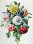 Polyanthus-Marie-Anne-Giclee Print