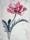 Flower Pieces-Marie-Anne-Giclee Print