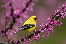 Northern parula male singing from  flowering crabapple tree-Marie Read-Photographic Print