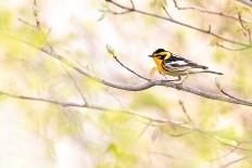 Baltimore oriole perched in pear blossom, New York, USA-Marie Read-Framed Photographic Print