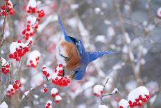 Black-capped chickadee during spring snowstomr, New York-Marie Read-Photographic Print