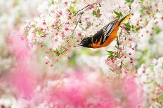 Baltimore oriole perched in pear blossom, New York, USA-Marie Read-Framed Photographic Print