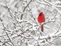 Eastern bluebird feeding on snow-covered Holly berries, USA-Marie Read-Photographic Print