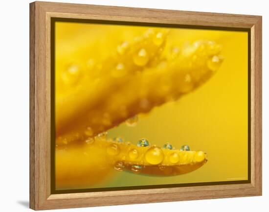 Marigold, Calendula Officinalis, Bielefeld, Germany-Thorsten Milse-Framed Premier Image Canvas