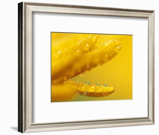 Marigold, Calendula Officinalis, Bielefeld, Germany-Thorsten Milse-Framed Photographic Print