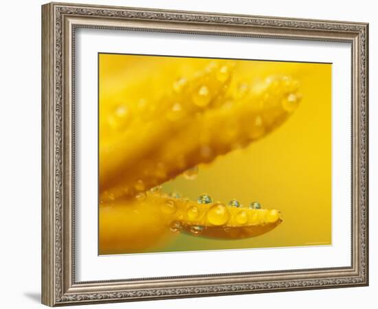 Marigold, Calendula Officinalis, Bielefeld, Germany-Thorsten Milse-Framed Photographic Print