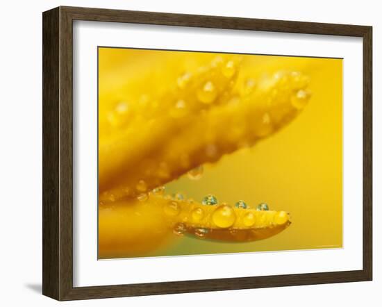 Marigold, Calendula Officinalis, Bielefeld, Germany-Thorsten Milse-Framed Photographic Print