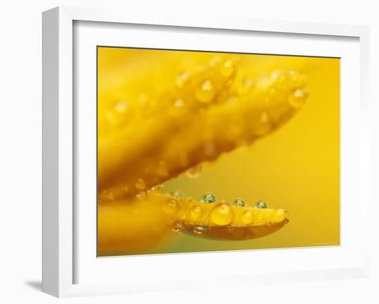 Marigold, Calendula Officinalis, Bielefeld, Germany-Thorsten Milse-Framed Photographic Print