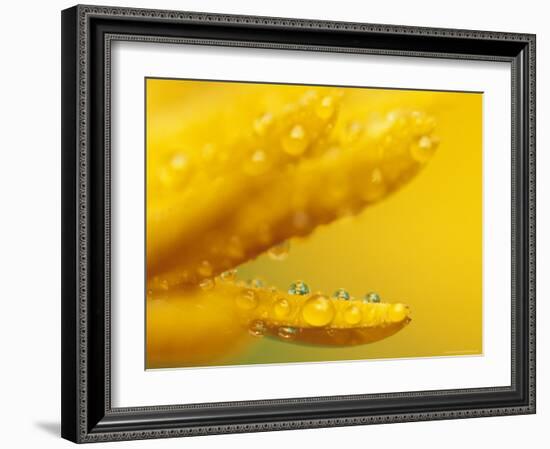 Marigold, Calendula Officinalis, Bielefeld, Germany-Thorsten Milse-Framed Photographic Print