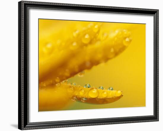 Marigold, Calendula Officinalis, Bielefeld, Germany-Thorsten Milse-Framed Photographic Print