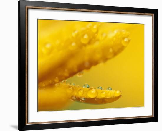 Marigold, Calendula Officinalis, Bielefeld, Germany-Thorsten Milse-Framed Photographic Print