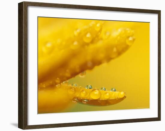 Marigold, Calendula Officinalis, Bielefeld, Germany-Thorsten Milse-Framed Photographic Print