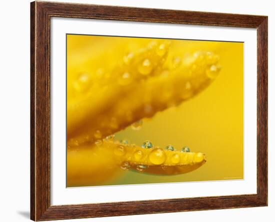 Marigold, Calendula Officinalis, Bielefeld, Germany-Thorsten Milse-Framed Photographic Print