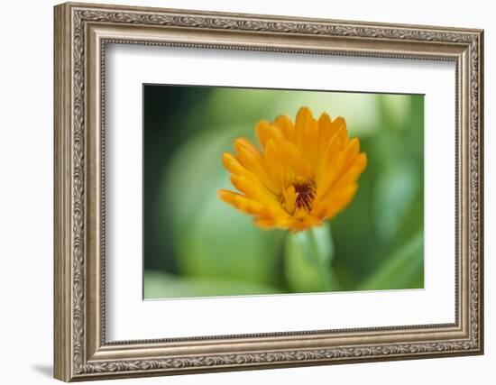 Marigold, Calendula officinalis, blossom, close-up-David & Micha Sheldon-Framed Photographic Print