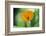 Marigold, Calendula officinalis, blossom, close-up-David & Micha Sheldon-Framed Photographic Print