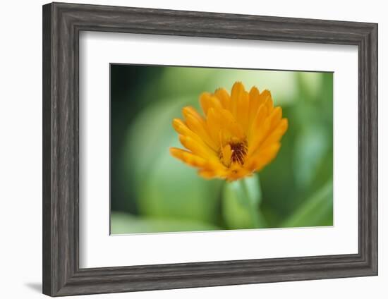 Marigold, Calendula officinalis, blossom, close-up-David & Micha Sheldon-Framed Photographic Print