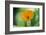 Marigold, Calendula officinalis, blossom, close-up-David & Micha Sheldon-Framed Photographic Print