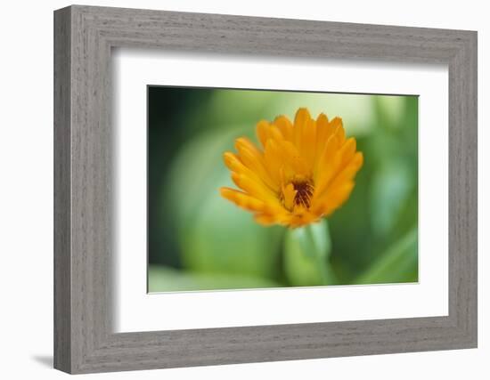 Marigold, Calendula officinalis, blossom, close-up-David & Micha Sheldon-Framed Photographic Print