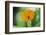 Marigold, Calendula officinalis, blossom, close-up-David & Micha Sheldon-Framed Photographic Print