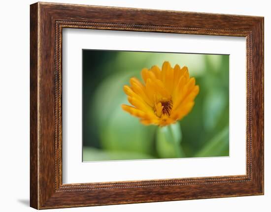 Marigold, Calendula officinalis, blossom, close-up-David & Micha Sheldon-Framed Photographic Print