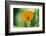 Marigold, Calendula officinalis, blossom, close-up-David & Micha Sheldon-Framed Photographic Print